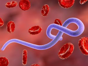 Africa on Alert as Ebola Outbreak Claims 65 Lives In Dr Congo