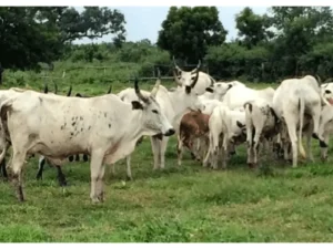 FG announces nationwide Ban of Open Grazing over rising insecurity
