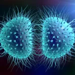 11 states have high-risk for meningitis -NiMet